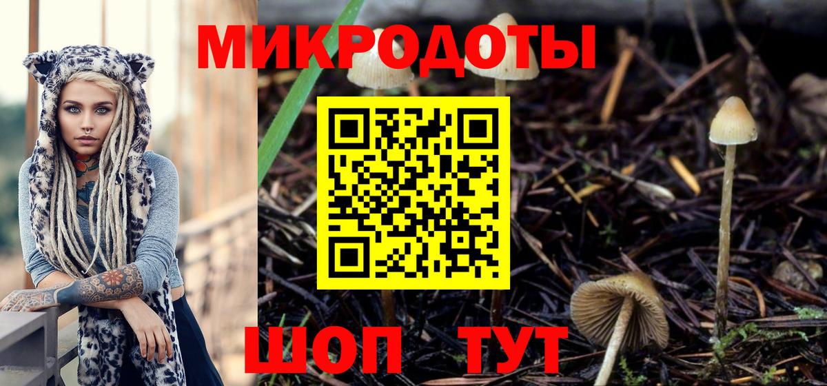 Галлюциногенные грибы Psilocybine cubensis Бийск